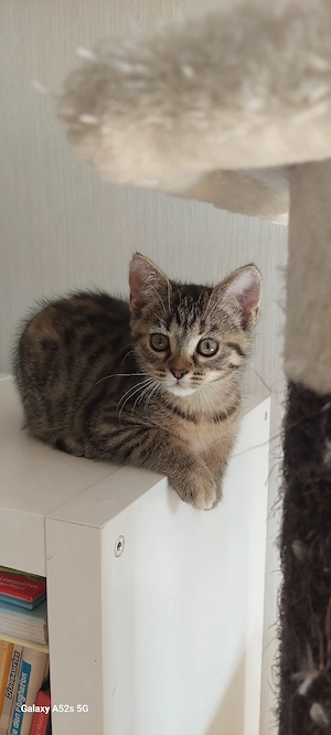 Wunderschönes kitten mit seltene Tabby-Zeichnung sucjt Traumzuhausd