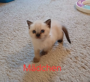 BKH-Kitten ab Anfang November 
