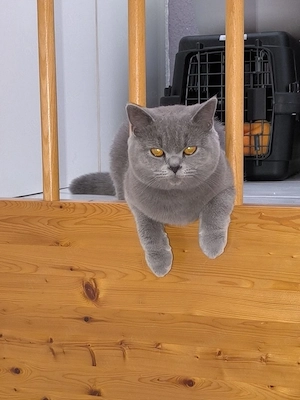 Schöne BKH Katze 