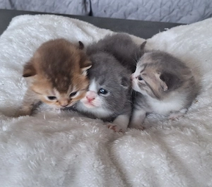 3 kleine BKH Katerchen 