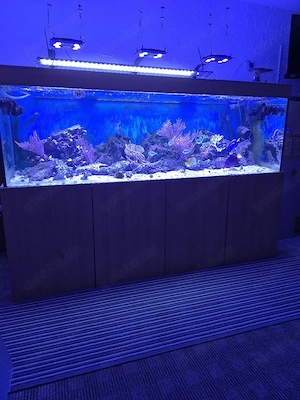 meerwasser aquarium 