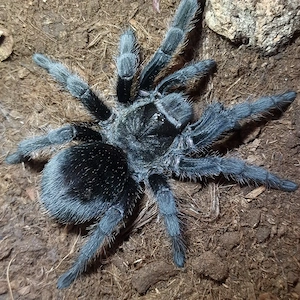 Grammostola pulchra