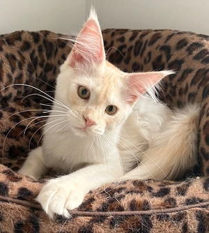 Wunderschönes Typvolles Maine Coon Kitten (Mädel) sucht ab sofort ein Tolles Zuhause