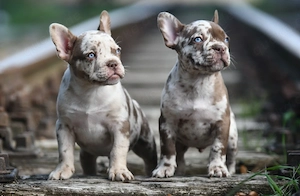Französische Bulldog Welpen Abgabe bereit!