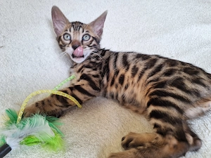 Exzellente, reinrassige Bengal Kitten mit Stammbaum und Gesundheitszeugnis 