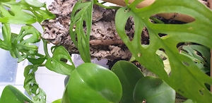 Jungferngecko