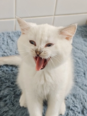 britisch kurzhaar Katze 