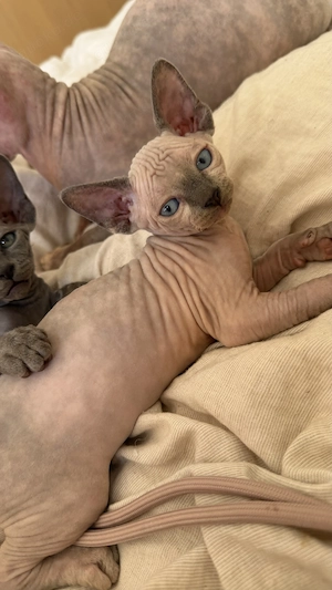 super süße Canadien Sphynx Kitten 