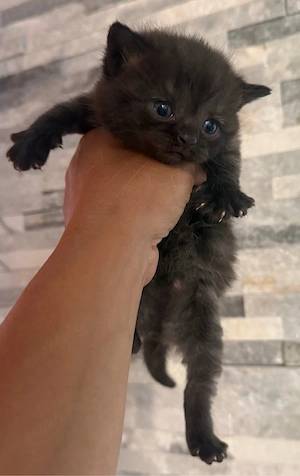 bkh kitten reinrassig 
