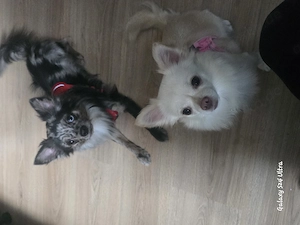 Chihuahua-Duo 