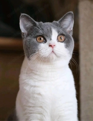 BKH Katze Beauty