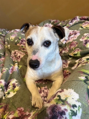 Jack Russell Terrier abzugeben