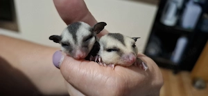 Sugar-Glider-Männchen 