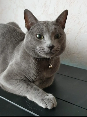 Russisch Blau Kater  Lucky  sucht liebevolles Zuhause