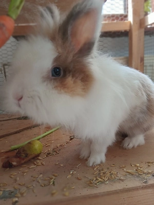 Zwergkaninchen Löwenköpfchen