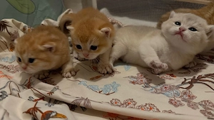 Traumhafte BKH Golden Shaded Kitten suchen bald neues Zuhause 