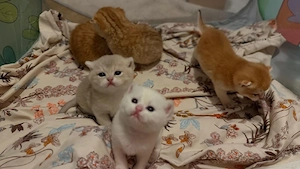 Traumhafte BKH Golden Shaded Kitten suchen bald neues Zuhause 