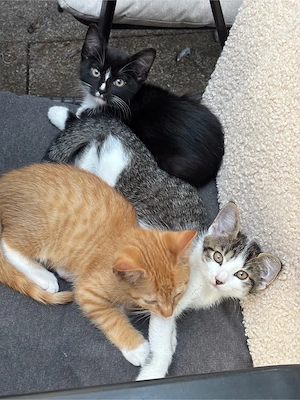 3 süße und verspielte Kätzchen suchen ein liebevolles Zuhause