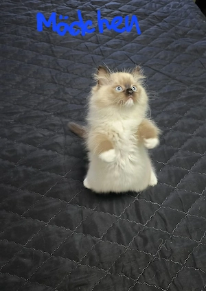 Ragdoll Kätzchen
