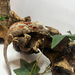 Gargoyle Gecko zum abgeben