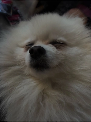 liebevollen Pomeranianspitz kuba abzugeben