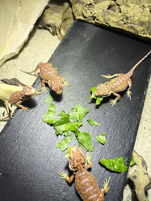 Bartagamen Pogona vitticeps half red Monster,red het Hypo leatherback etc