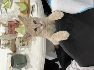 Junger Kater sucht liebevolles Zuhause   