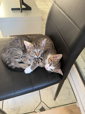 3 zuckersüße Katzenbabys   2 Monate alt suchen liebevolles Zuhause 