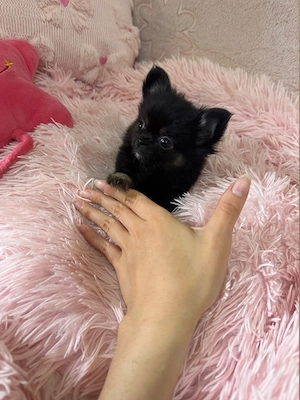 Chihuahua Hündin 