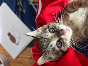Kleiner Kater sucht neues zuhause