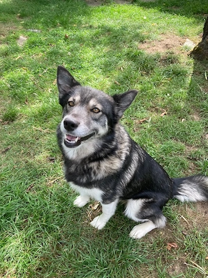 Husky-Mix Wiki 2,5 Jahre alt 