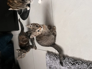 Katzenbabys suchen liebevolles zuhause
