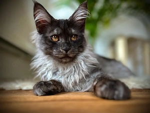 Maine Coon Kater