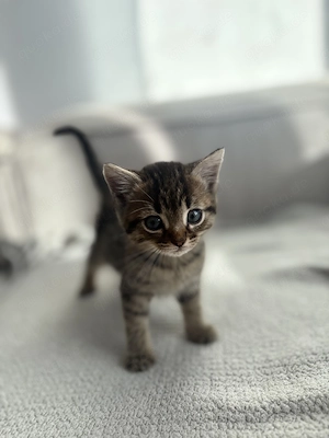 Lillifee bezaubernde Europäisch Kurzhaar Tabby Brown Kitten sucht liebevolles Zuhause