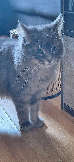 Maine coon Katze  silver tabby  weiblich nicht sterilisiert 