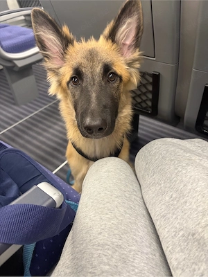 Belgischer langhaarschäferhund 