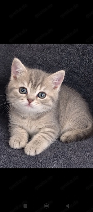 Katze Tiermarkt 
