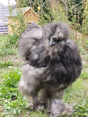 Seidenhahn sucht neues Zuhause 