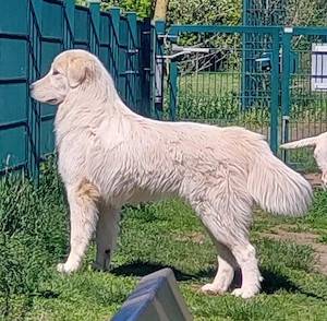 Reinrassiger Maremmen Abruzzen Schäferhund Deckrüde 