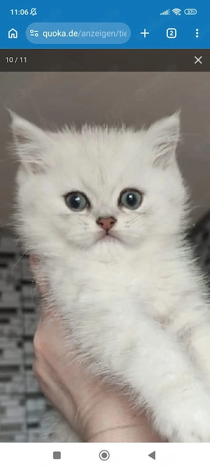 Kitten (Junge), geb. am 21.07.2026. Abgabe ab Oktober.