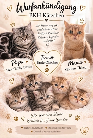 Wurfankündigung BKH Kitten 