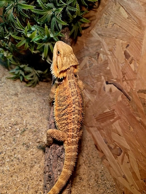Farb-Bartagamen Jungtier (pogona vitticeps) NZ 05 2026 Männchen 