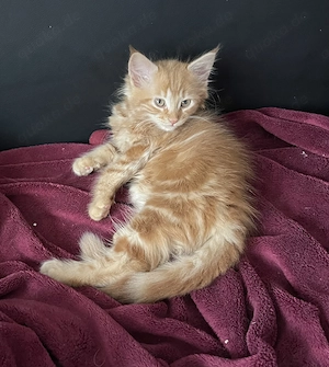 Wunderschöner zuckersüßer Kater Maine Coon Kitten in liebevolle Hände abzugeben