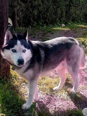Husky zu verschenken