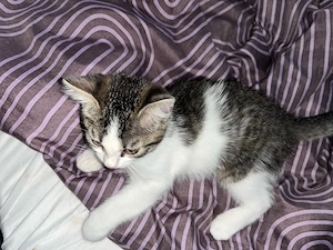 Babykatzen suchen Liebevolles Zuhause 