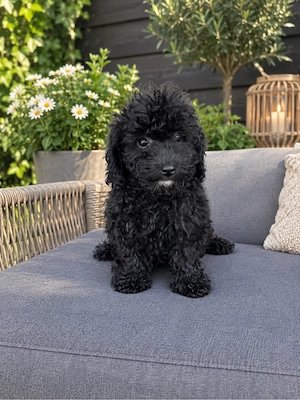 teacup mini weibchen toy pudel zwergpudel 