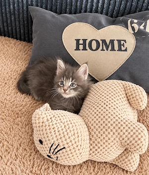 Zauberhafte Maine Coon Babys 