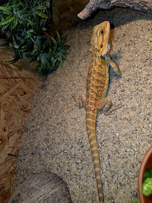 Farb-Bartagamen Jungtier ( pogona vitticeps) NZ 05 2026 Männchen 