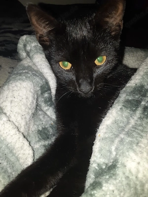 Dringend Für-immer-Körbchen für kleinen Kater gesucht!