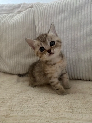 Babykatze sucht schönes zu Hause